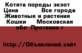 Котята породы экзот › Цена ­ 7 000 - Все города Животные и растения » Кошки   . Московская обл.,Протвино г.